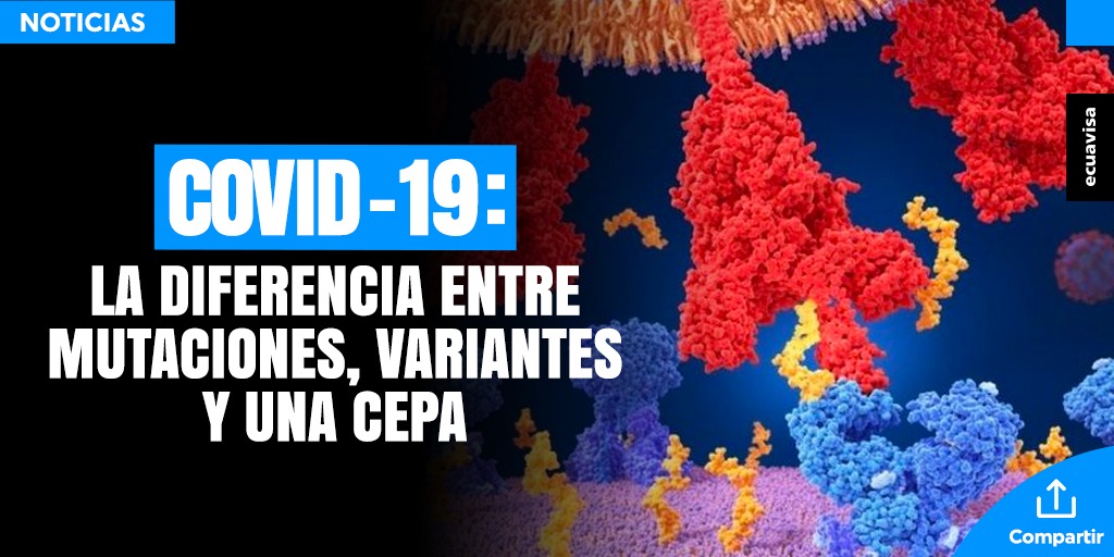 ecuavisa's tweet photo. 🔴ATENCIÓN Coronavirus: cuál es la diferencia entre mutaciones, variantes y una cepa ➡️  https://t.co/JEE0jZapyx https://t.co/EGY3JD2Ne0