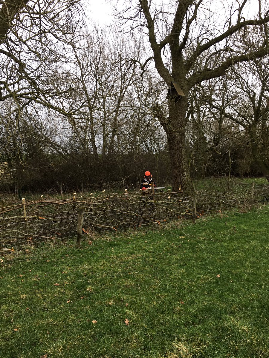 The hedge is taking shape with good progress made today! 

🍃🌱🌿🍃

#farming #nature #backbritishfarming #biodiversity #conservation