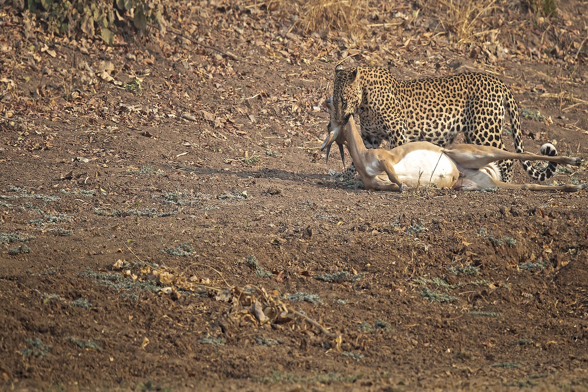 AbsoluteZambia's tweet photo. SPOT LEOPARDS IN SOUTH LUANGWA NATIONAL PARK
Found in eastern Zambia at the end of the Great Rift Valley, South Luangwa National Park is famous for its population of leopards, who stalk the antelope, impalas and pukus that line its riverbanks.
#Southluangwa #visitzambia #Safari https://t.co/jWNuuexJCT