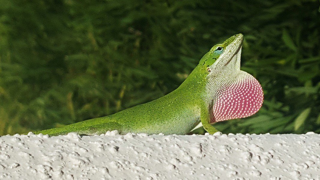 15. A GULAR FLAG is a retractable fold of neck skin used by some lizards and other reptiles to communicate to one another.