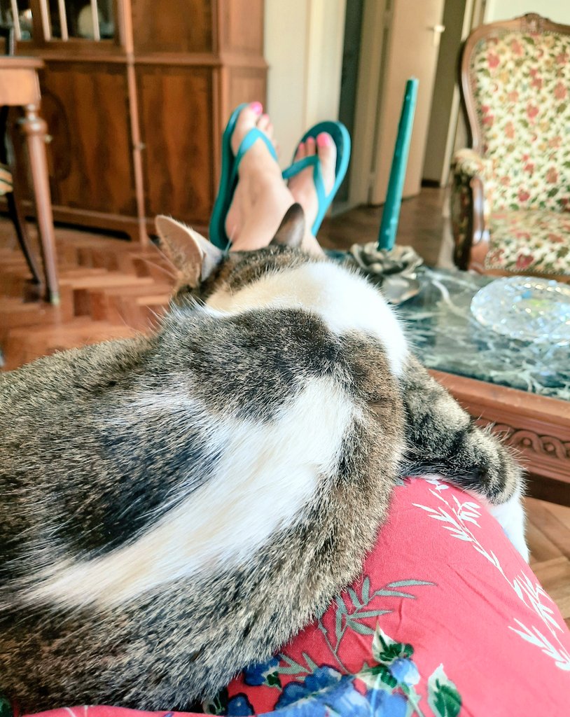 malexiar's tweet photo. Les juro que yo quiero hacer cosas, pero se me abraza así y no tengo corazón para sacarla... 💖 #SweetPoppy https://t.co/3slonFzb8E