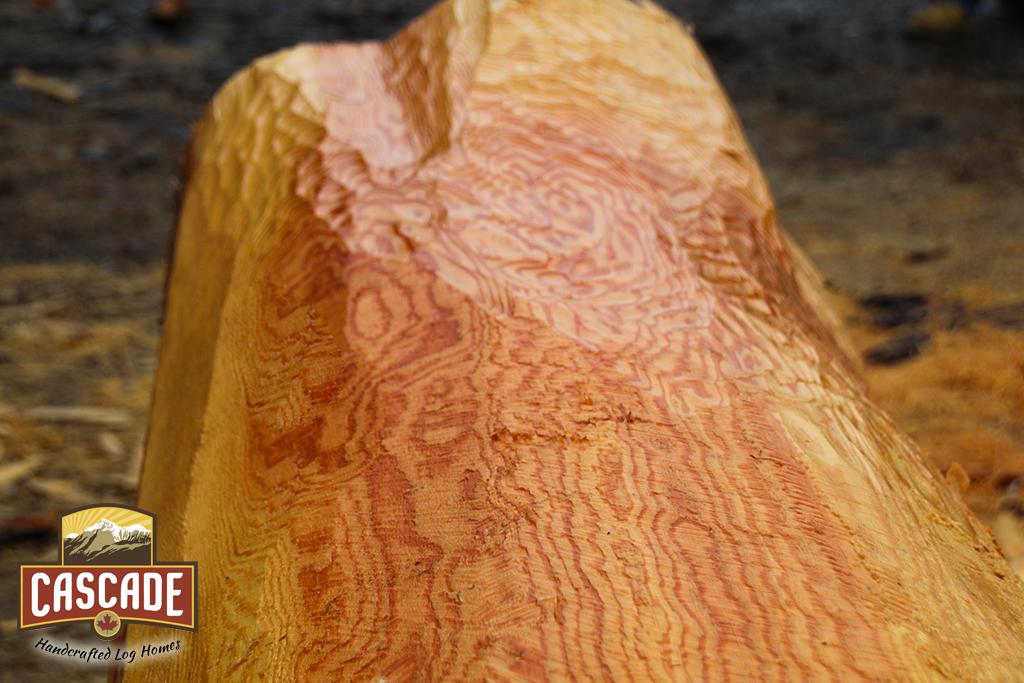 BCLogHomes's tweet photo. Western redcedar is a large conifer commonly found throughout the coastal regions of BC and Northern parts of Washington state.
#westernredcedar #bcbuiltloghomes #logcabinbuilders #loghomebuilders #bestbuiltloghomes #loghomefeatures #loghomedesigns #customlogcabins #loghomes https://t.co/iAWwpJXViZ