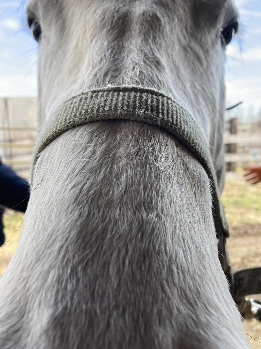 livipitch22's tweet photo. Went to see our broodmare White Candy (Candy Ride- Legally Blanca) in foal to Winchill (Tapit- Exclusive Hold). Our beautiful gray is turning white with her winter coat! She loves her carrots! #pabred #bredtorun @ThePewterStable @PA_PHBA @PTHA17 https://t.co/fnkg3pjhjW