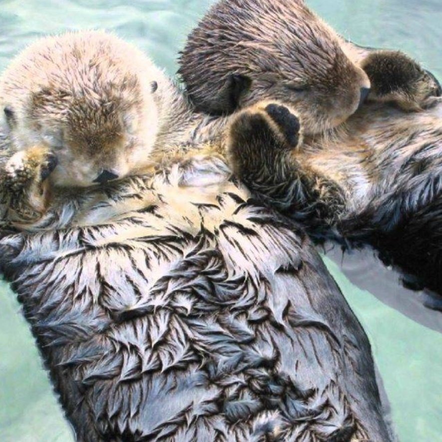 animalitoscutes's tweet photo. Las nutrias se quedan dormidas cogidas de la mano para no perderse 🥺😭 https://t.co/fzyCOElHXB