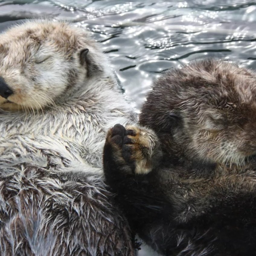 Las nutrias se quedan dormidas cogidas de la mano para no perderse 🥺😭
