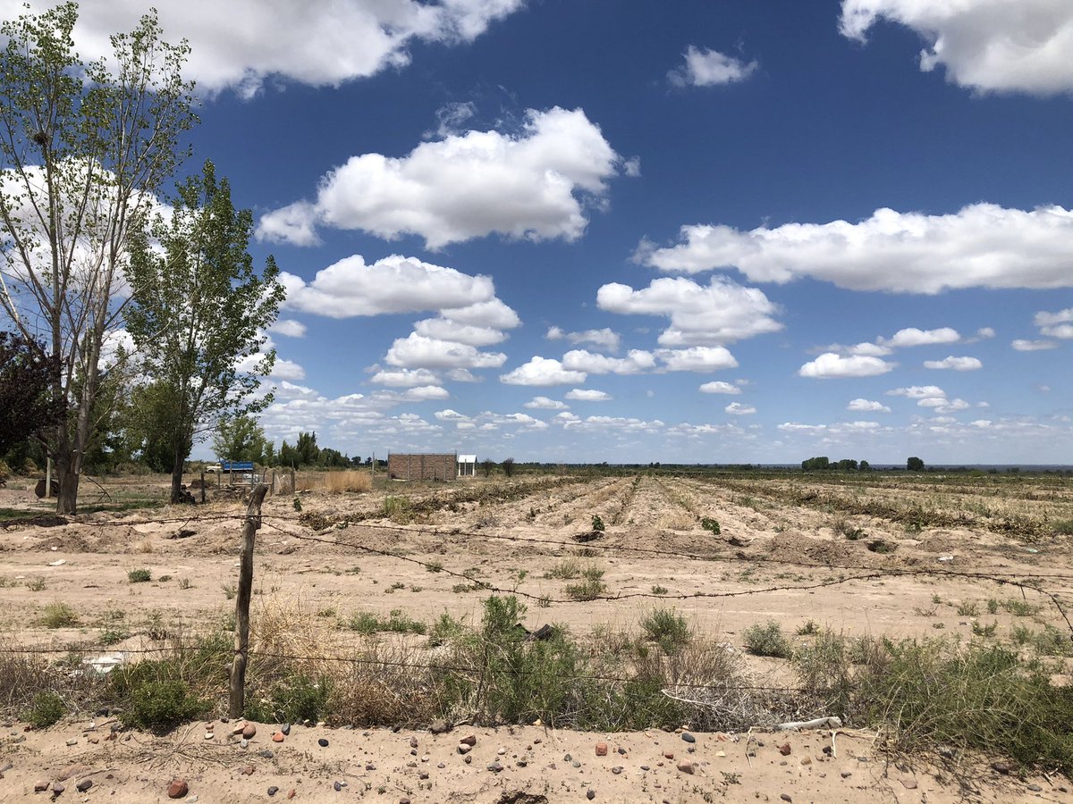 No puede el “ Mercado “ pagar lo que vale un merlot ? Ok! A otra cosa !! La esclavitud fue abolida en este país en el año XIII . No hay que trabajar más a pérdida . Al menos si el pasto no vale lo van a comer animales nobles ! Mis caballos !!