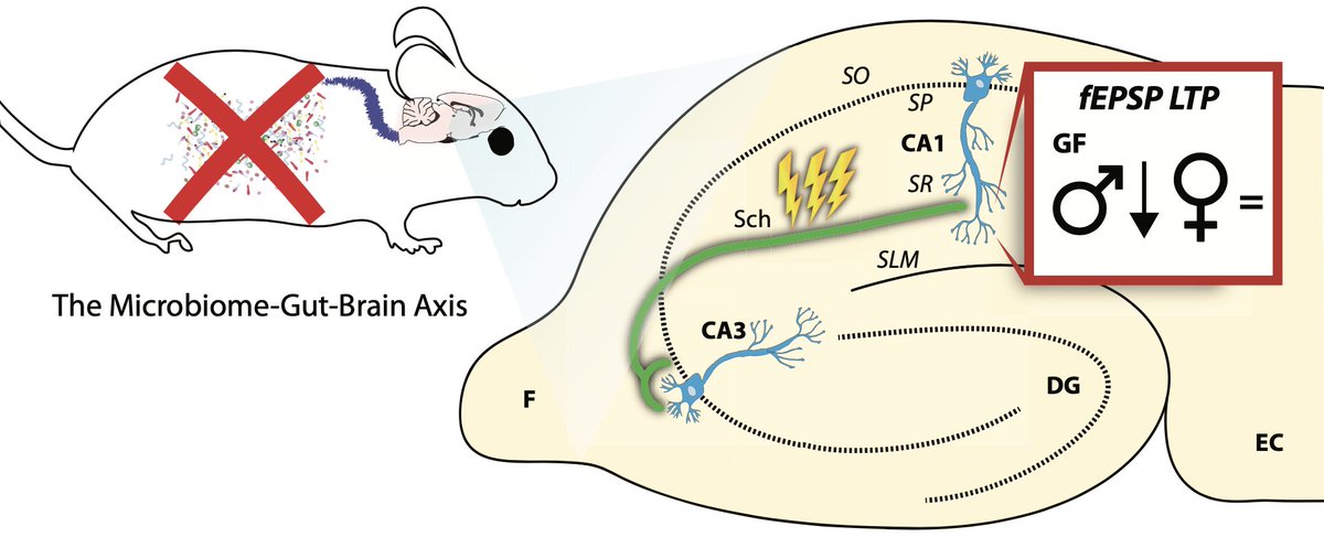 Microbial Memories: Sex‐dependent Impact of the Gut Microbiome on Hippocampal Plasticity - Just out in @EJNeuroscience Congrats Henry Darch, Michael Collins & @kjdoriordan #cryanlab onlinelibrary.wiley.com/doi/abs/10.111…
