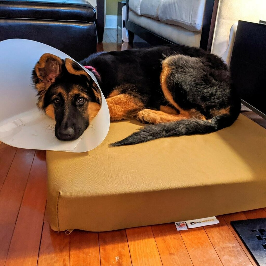bigbarkerusa's tweet photo. "Our girl, Duchess, absolutely LOVES her new bed 😊It is helping her post surgery so much ❤️ Thank you for making such an amazing product for our baby" 🐾

#germanshepherdforever #germanshepherdcommunity #germanshepherdpup #germanshepherdclub #germansh… https://t.co/xQQG4uGeDY https://t.co/YNbkRy3USN