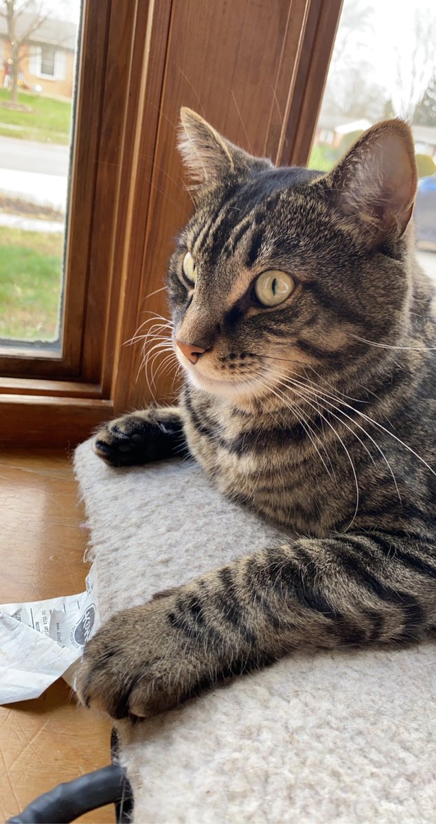 brriibrown's tweet image. My best friend is back in the ER tonight having seizures and I miss him so so so much.. so here’s a few pictures because I can.