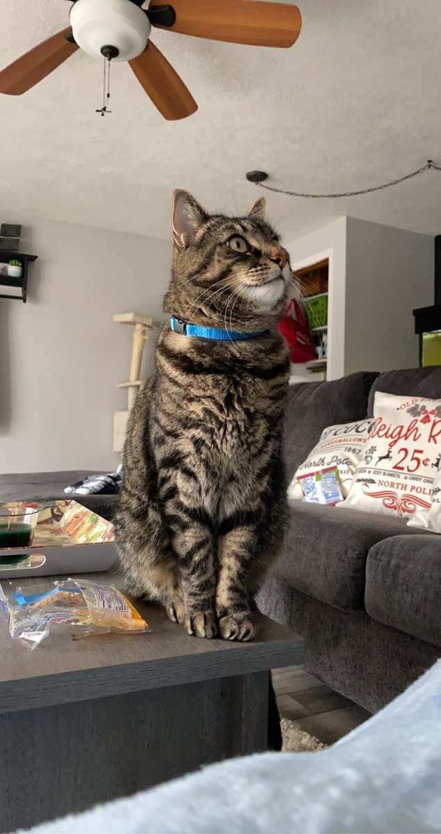 brriibrown's tweet image. My best friend is back in the ER tonight having seizures and I miss him so so so much.. so here’s a few pictures because I can.