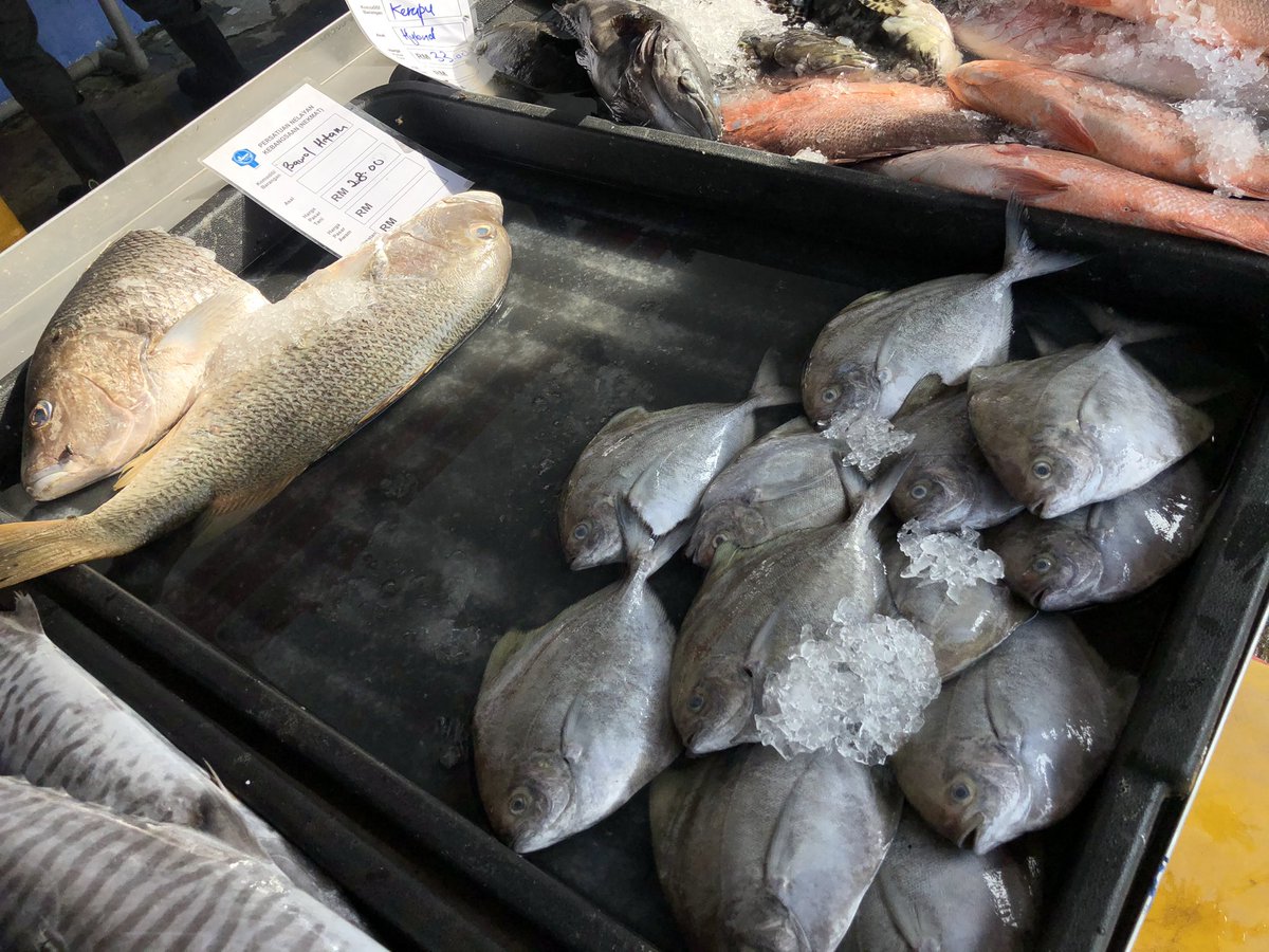 FauziSuhaimi's tweet photo. Lagi gambar yang sempat saya jala dan pancing.. ๐ Menariknya, harga murah dan ikan sangatlah segar. Dibawa khas dari Kompleks Pendaratab Ikan LKIM Kuala Perlis terus ke sini. @501Awani
#Nekmat #AWANINews #AWANITerkini #IkanSegar #PKP #HapusCOVID19 https://t.co/xCzNZhUcEa