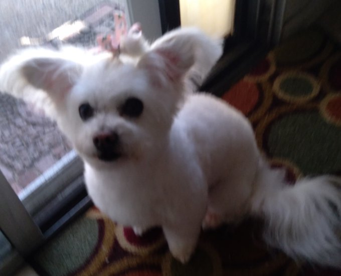 Reimbursement opportunity my Dog Daughter 70$ dog grooming pets doglover findomme femdom Goddess malitpoo