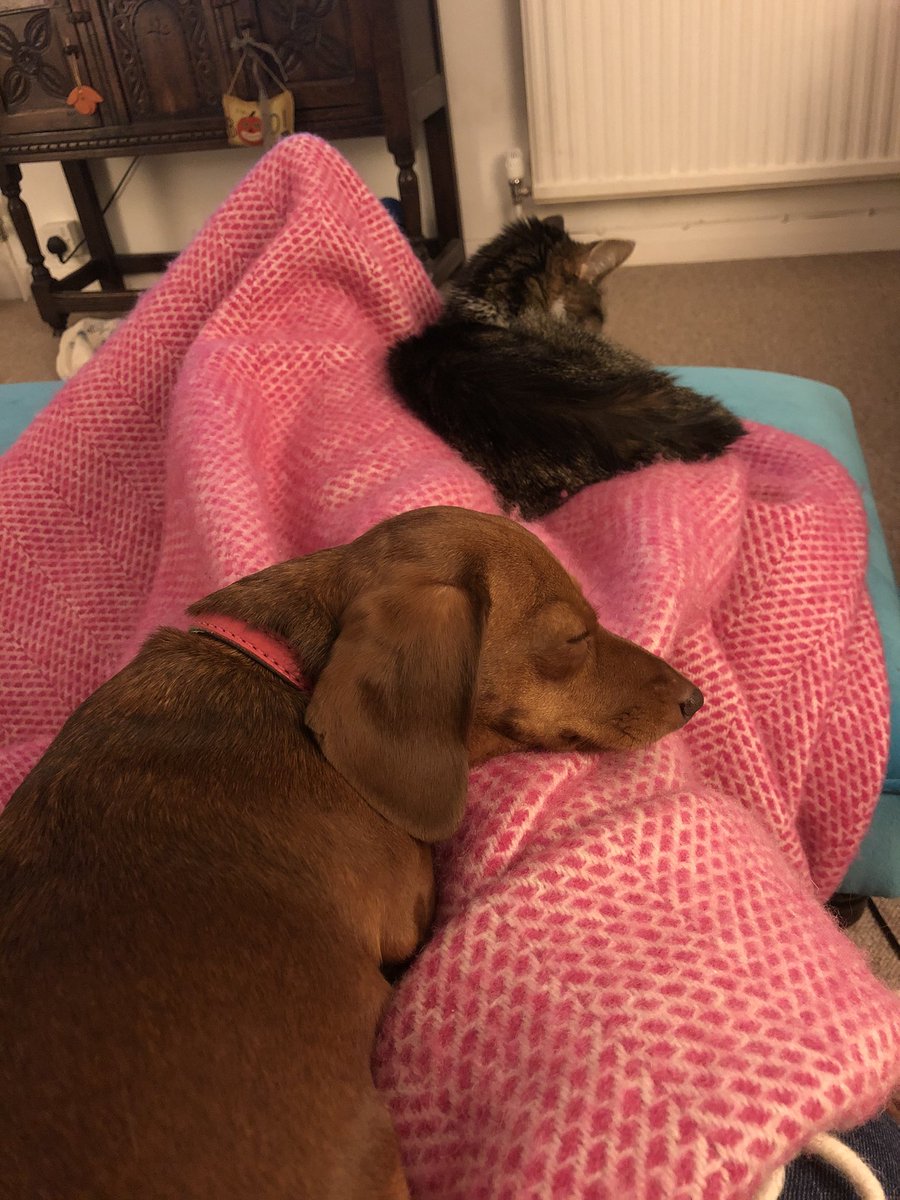 katestwirl's tweet photo. Best view! #petmumsdream #catanddog #bestview #lockdownview https://t.co/1jP5hvGd0A