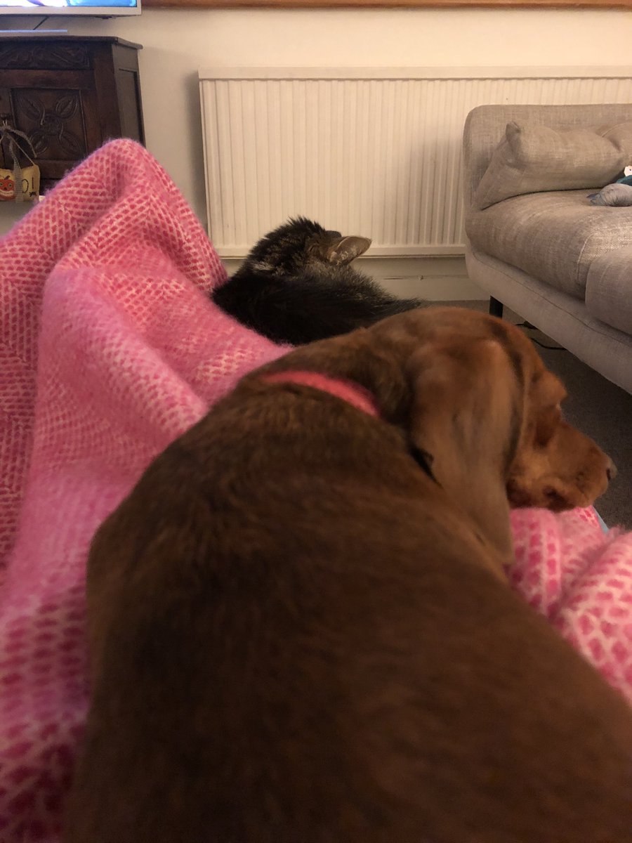 katestwirl's tweet photo. Best view! #petmumsdream #catanddog #bestview #lockdownview https://t.co/1jP5hvGd0A
