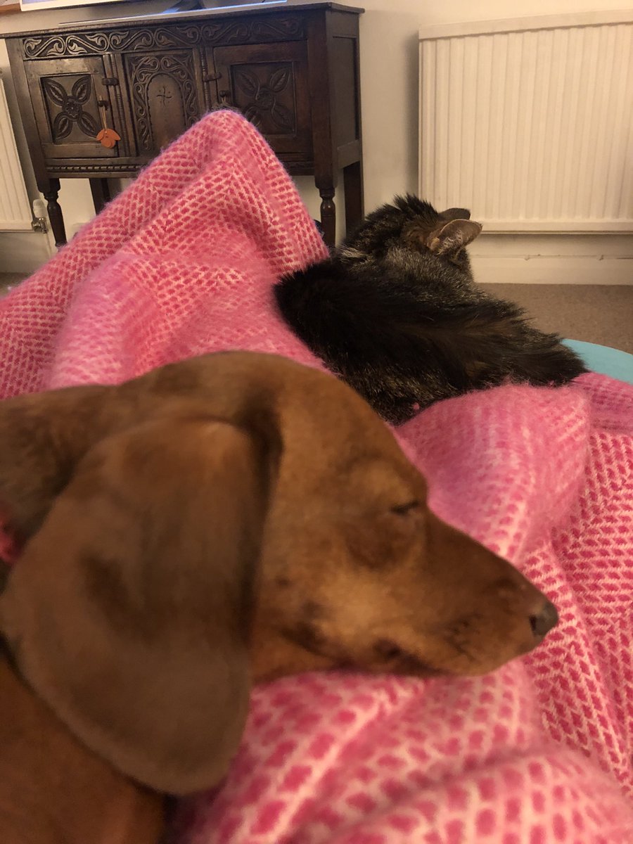 katestwirl's tweet photo. Best view! #petmumsdream #catanddog #bestview #lockdownview https://t.co/1jP5hvGd0A