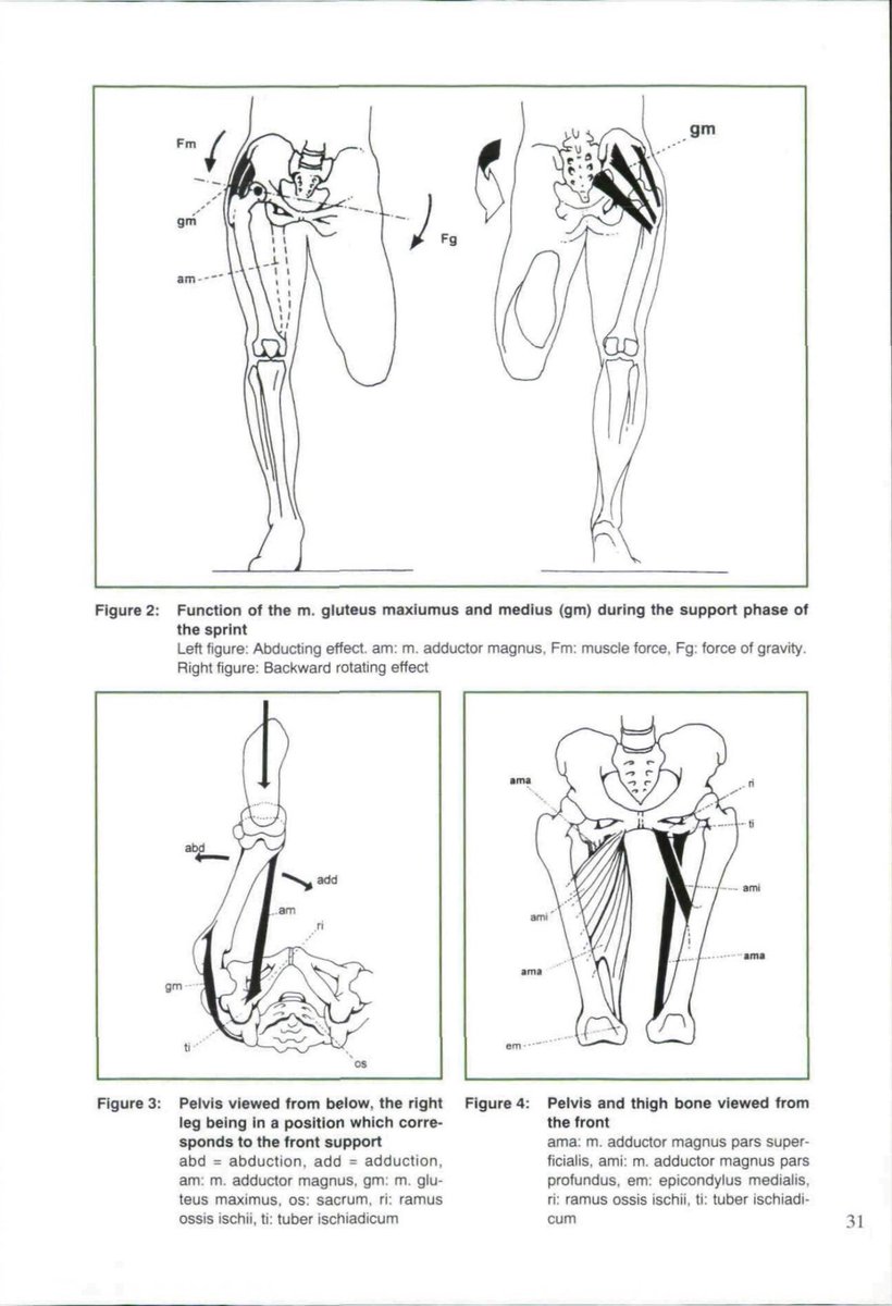 But why is this the case?Nagahara (channeling Weimann and Tidow) wrote “a wide SW during sprinting possibly induces greater activity in the adductor muscles, consequently contributing to better sprinting performance through greater propulsive force.” https://www.semanticscholar.org/paper/Relative-activity-of-hip-and-knee-extensors-in-for-Wiemann-Tidow/d60fb2dfae9798cc1773408270c659d2f1df35da