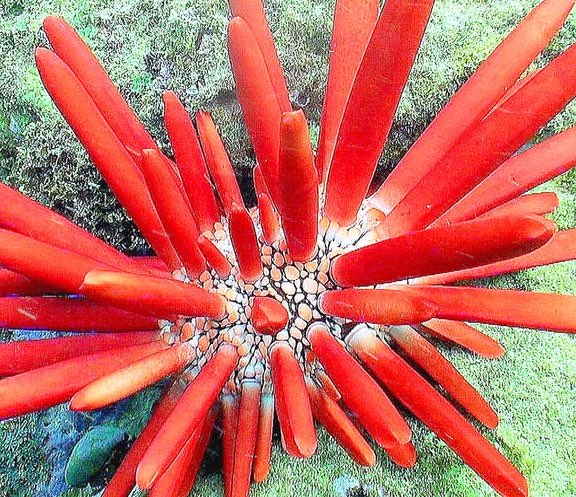 Lady Gaga as sea urchins - a thread