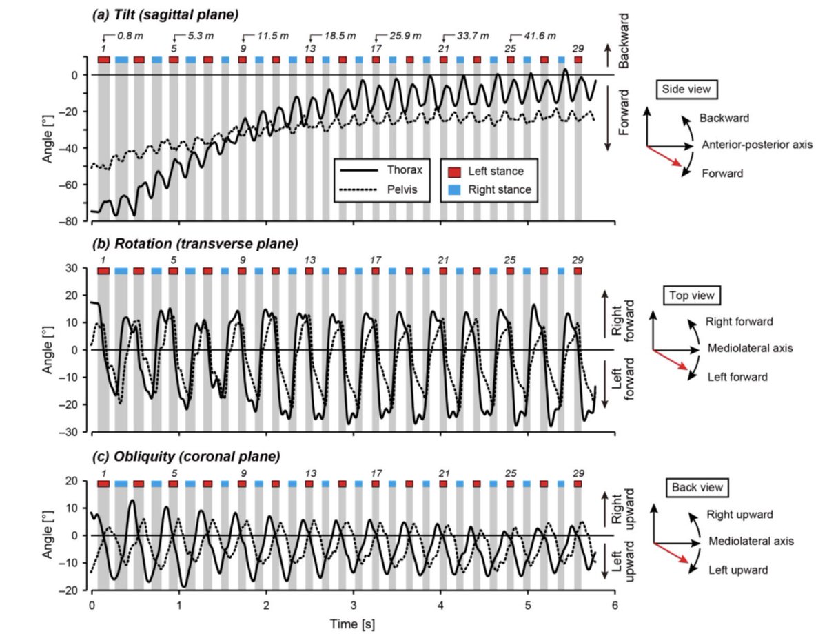 Remember that sprinting has a significant rotational component — greater flight time allows for greater spinal rotation (rather than the primarily femoral rotation during acceleration), and more time in the air for the lower limbs to fully complete their swing: so narrower step