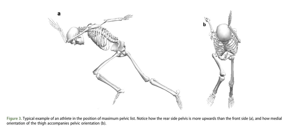 Remember that sprinting has a significant rotational component — greater flight time allows for greater spinal rotation (rather than the primarily femoral rotation during acceleration), and more time in the air for the lower limbs to fully complete their swing: so narrower step