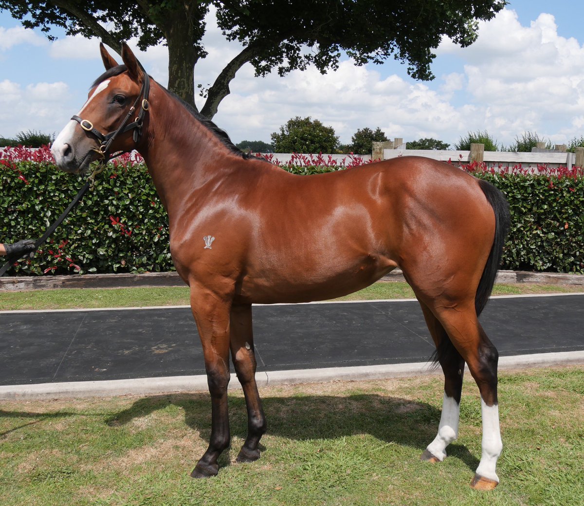 WJilyin's tweet photo. Lot 572 Karaka, stunning classic filly,  Satono Aladdin out of stakes winner Nigelissima, prepped to the minute by Phoenix Park https://t.co/8neHwwhIdS