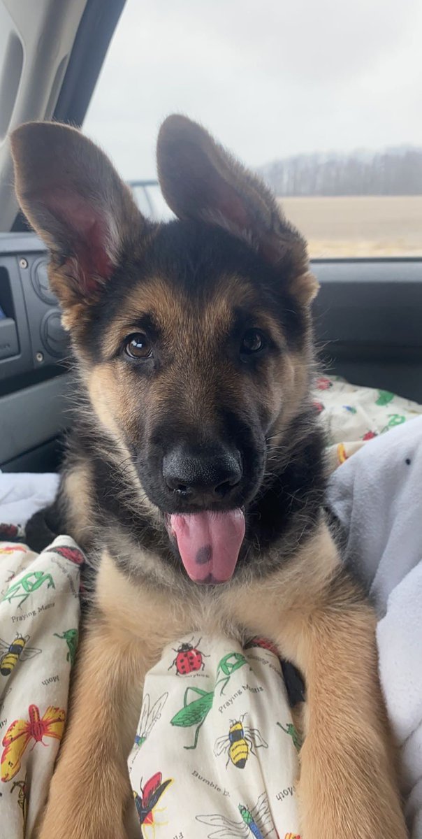 ajh_1065's tweet photo. Life changer ❤️ #maverick https://t.co/CZsMUShZh7