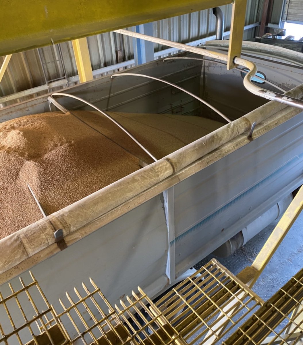 YourSeedSource's tweet photo. #CDCLandmarkVB wheat with #AACViewfield refuge. Refuge testing is required to protect the SM1 gene and maintain midge tolerant varieties. Good news, we passed the test π @FPGenetics https://t.co/DJszvTaGqz