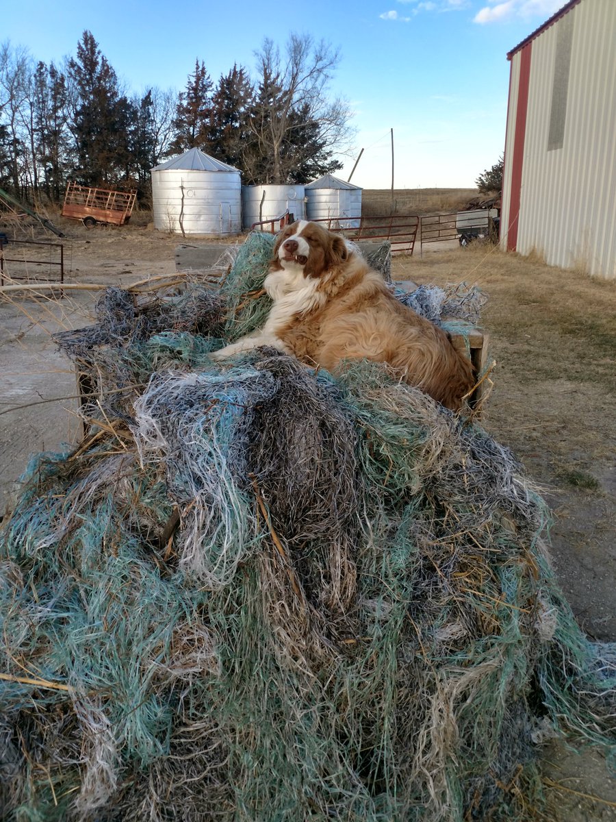 BBeisner's tweet photo. Mom's dog, Cowboy, has quite a cushy bed, the pile of used net wrap from big round bales. Yes, showing his teeth is how he smiles. #dogs #FarmDog #NetWrap https://t.co/4wIoCbOBBJ