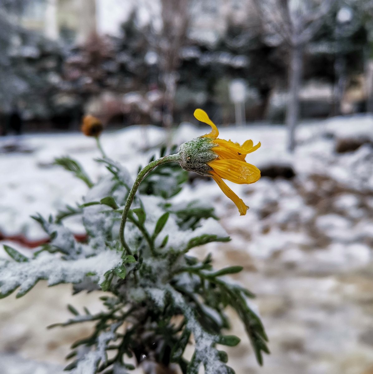 Sıradan olana hayret edebilen insan, insan olmanın, yani "sıra dışı" olmanın keyfini doyasıya çıkarır.
-<a href="/SinanCanan/">Sinan Canan</a>