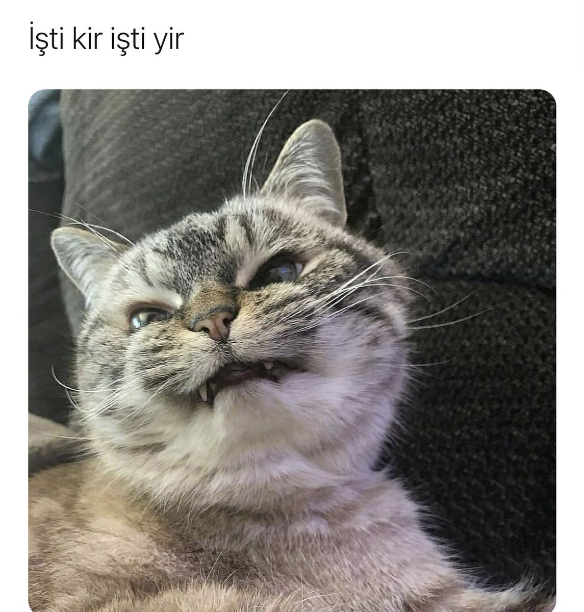 zeynepprcl's tweet photo. @parcalsamett https://t.co/GJvCLtmp50