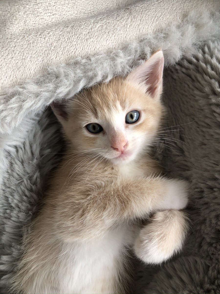 SanaaOx's tweet photo. Forever looking through baby Leo pics, instant mood lifter ! 😻♥️ https://t.co/bwh7C0D2uc
