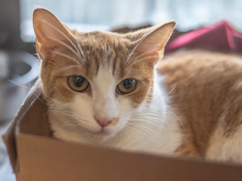 A_Oberlander's tweet photo. Looking for a quarantine companion? These pretty kitties are ready to saunter into your living room! #adoptakitty @animalscmpd https://t.co/kcW5OeIsld