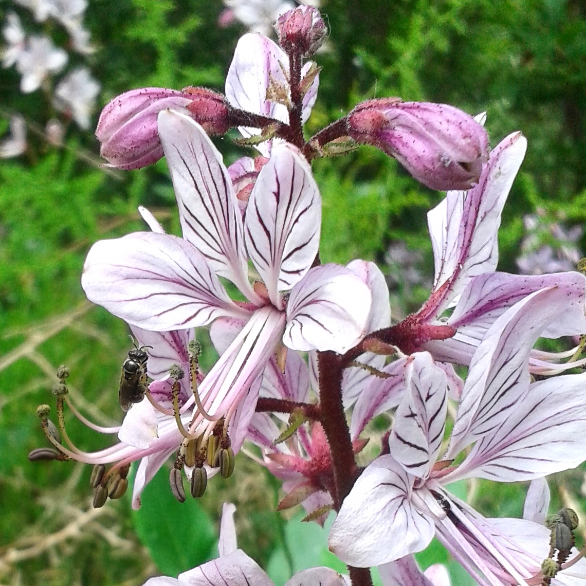 dema_nat's tweet photo. *** 🐝finally out 🐝 ***

If you want to find out how #conservation measures and reinforcement of #plants and #pollinators increase flower visitation affecting the #network structure, read our paper here ➡️
https://t.co/BbPXFQiD8u https://t.co/cD3GyImxf1