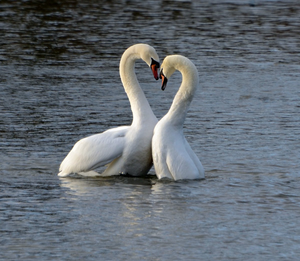 Swan love 