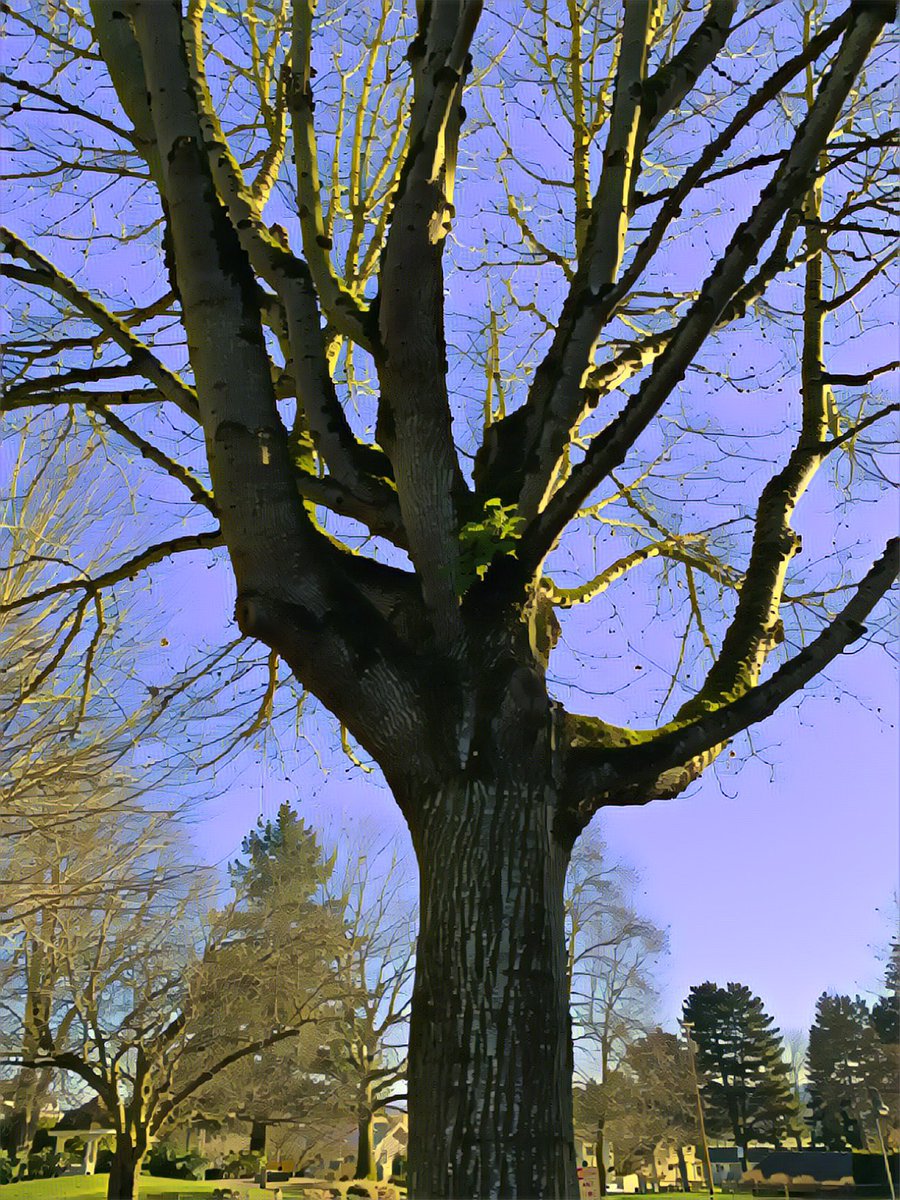 NancyPettit's tweet photo. I love winter trees; their bones look amazing, they are frosted by moss and lichens. #PNW #whereiwalk #getoutdoors #iliketrees #Vancouver ๐บ๐ธ https://t.co/jtPizgOLCt