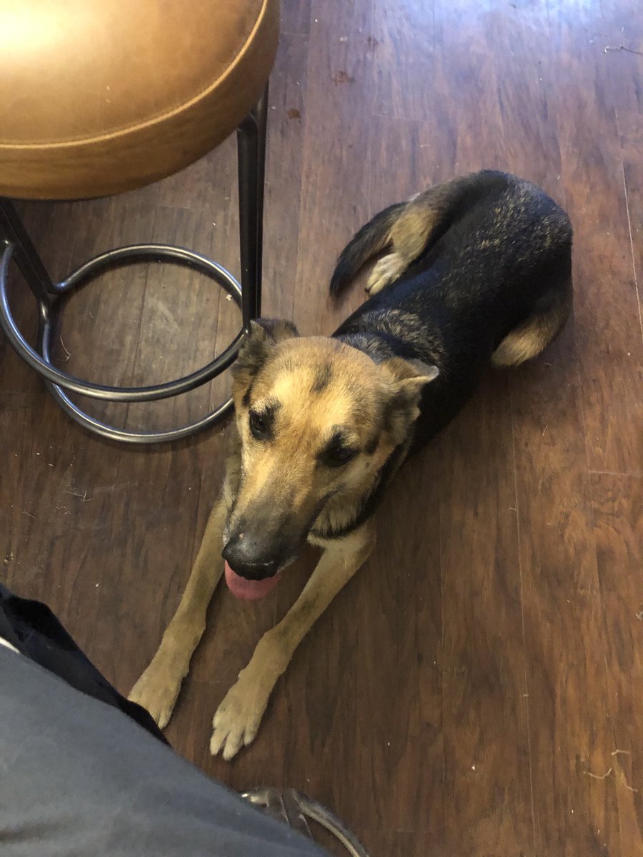 My first day of fostering and she never gets very far from me. https://t.co/OJsCckXpEU