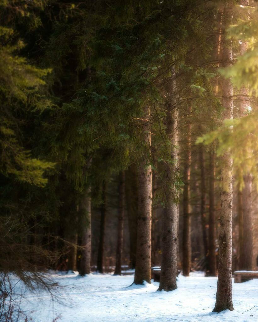 Warmth
.
.
Stand of pines catching that late afternoon sun. Shades Mill Conservation Area. 
.
.
.
📸: Sony A7R3, Sigma 135mm ART
#living_destinations #tree_lovers #tree_shotz #thegreatplanet #tree_magic #tree_perfection #sigma135mmart #tree_brilliance… instagr.am/p/CKNAIgtlEbJ/