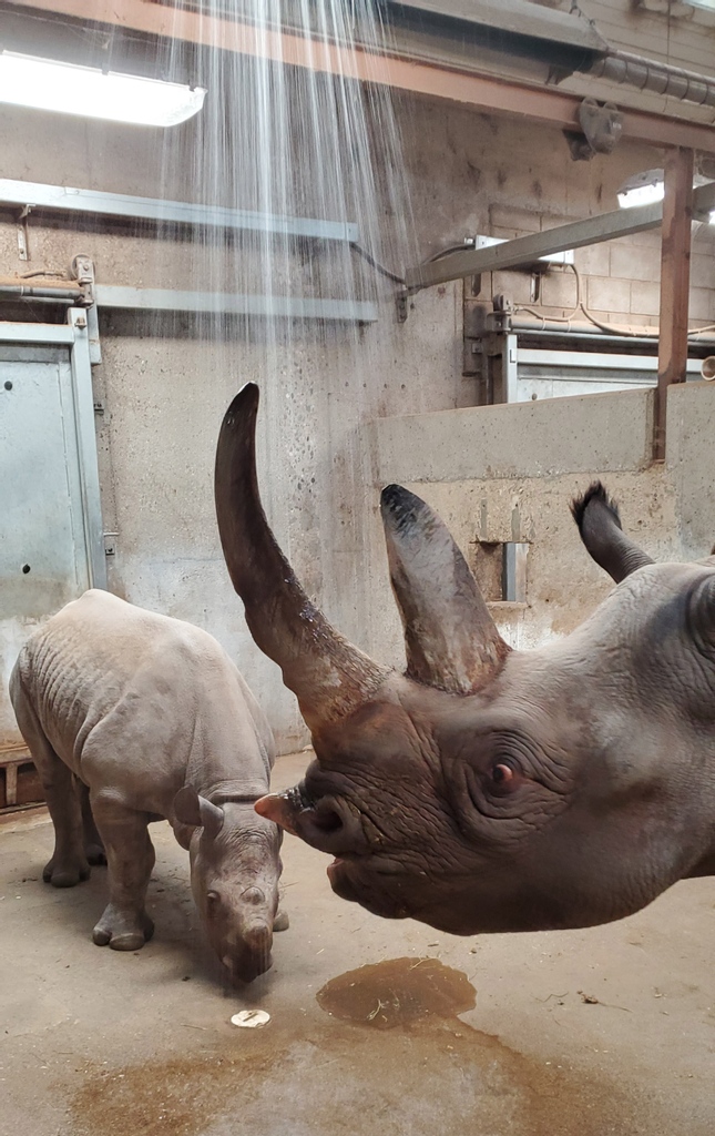 potterparkzoo's tweet photo. Jaali and Doppsee love wallowing in the mud, but washing off can be just as fun! While mud wallows offer protection from sun in the summer, regular showers in the winter months help the rhinos' skin stay clean healthy. There's nothing like a hot shower after a long day! https://t.co/L8CRO2yjSW