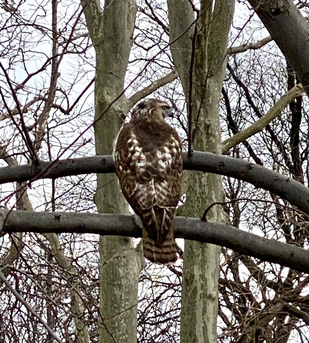 _xtr0m's tweet photo. #birdcp two hawks chasing each other and playing near the 79th Street Boat Basin https://t.co/RbxlaEd6pd