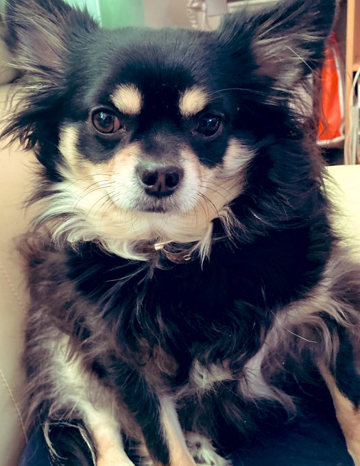 パピヨンのtwitterイラスト検索結果 古い順