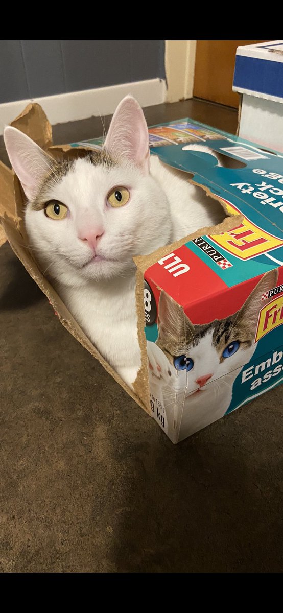 Jamorrison_'s tweet photo. If @Friskies is looking for a new spokes cat ... I think #nibblet has just applied #CatsOfTwitter #weouttafood https://t.co/b5NqFdTNid