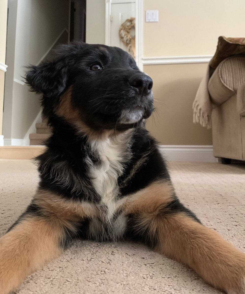 ontariokevin's tweet image. I introduce you to the newest member of our family Hudson! #8week #puppy