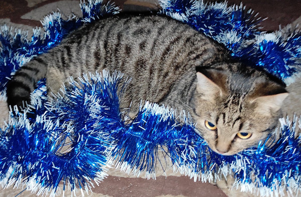lizakrets's tweet photo. Красавчик кот Тимоха🐱🐈🥰 https://t.co/1OtVsCxTHC