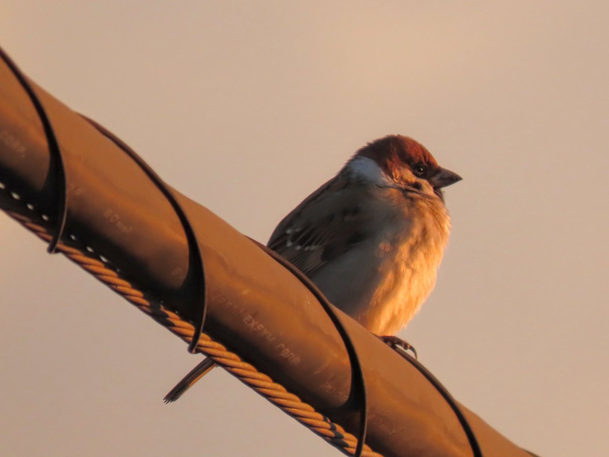 yumeasutw's tweet photo. 🌄朝の光を浴びて🐦
🌄日の出の時、
朝日に向かい
オレンジ色に染まりながら、
電線に佇み
チュンチュン元気に
囀ずる雀さん🐦
#スズメ #雀 #Eurasian_Tree_Sparrow
#野鳥 #bird
#今日も元気に
#a2021 #a0119 #a202101 #a2021014 https://t.co/kPeKks087T