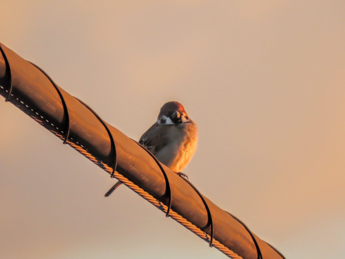yumeasutw's tweet photo. 🌄朝の光を浴びて🐦
🌄日の出の時、
朝日に向かい
オレンジ色に染まりながら、
電線に佇み
チュンチュン元気に
囀ずる雀さん🐦
#スズメ #雀 #Eurasian_Tree_Sparrow
#野鳥 #bird
#今日も元気に
#a2021 #a0119 #a202101 #a2021014 https://t.co/kPeKks087T