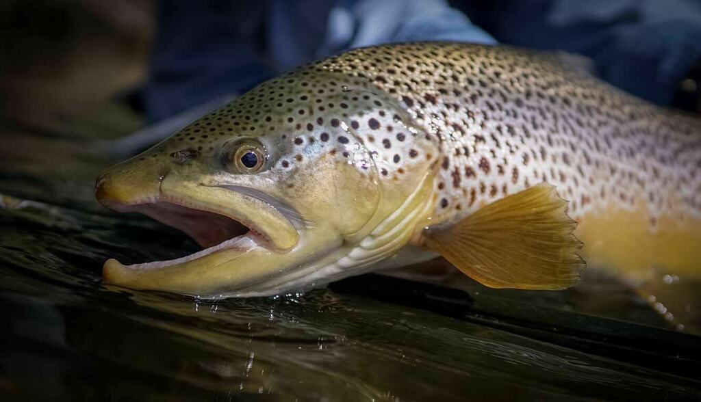 OutFlyFishing's tweet photo. #12 on our Top 20 of 2020 posts is this brown @tytarvydflyfishing from the shop caught from the bow river this summer. Great pic @403fly 
.
.
.
.
.
#BowRiverBrowns #BowRiverFlyFishing #FlyShopLocal #FamiliesToFanatics #dayOFF #OFFflyshop #CalgarysFlyShop https://t.co/0VGTlQwN5R https://t.co/xyFXJFXmyo