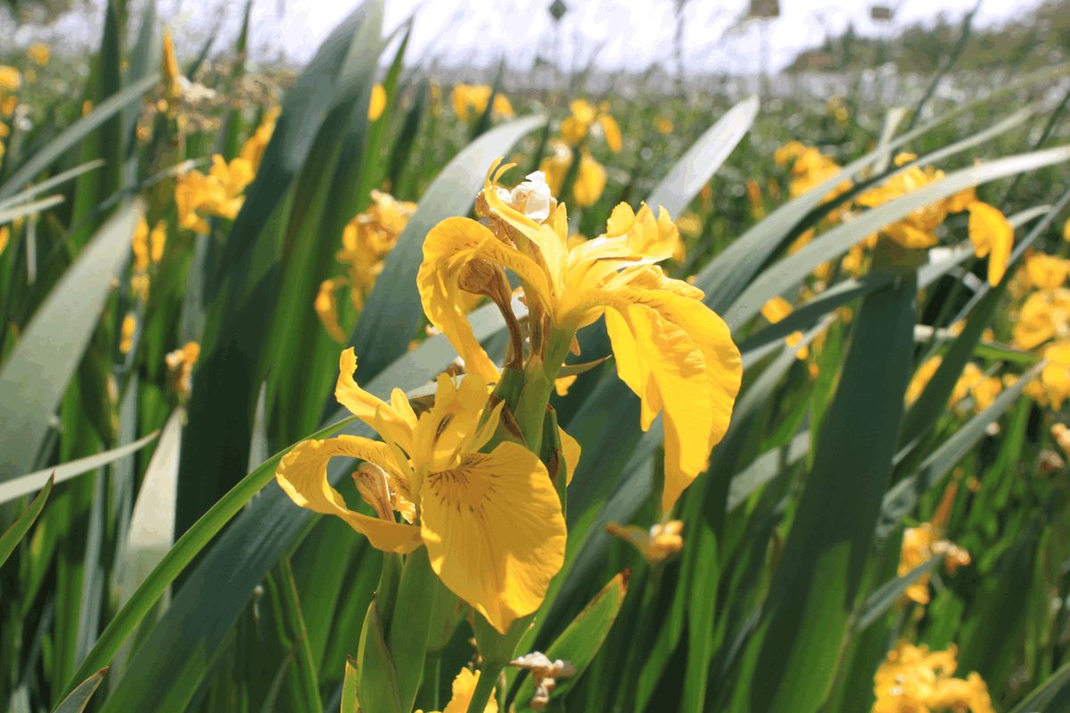 The poem also mentions "gladdon-swords guarded the fords". Gladdon-swords refer to the leaves of yellow irises, which gave the echo of Gladden Fields, a marshy area where Isildur met his death (yellow irises grow near ponds, streams, waterways, and wet woodlands).