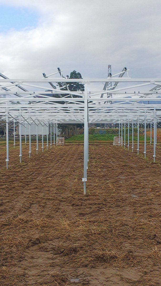 IENERGY_Lin's tweet image. Solar ground mounting system for agriculture. Type3#営農太陽光ソーラーシェアリング、タイプ3 低圧人気#solarpower #PVmount #solarmountingstructure #solargroundsystem #Chinesesolarmountfactory #solarracksupplier #solarrack #PVmountingsystem #renewableenergy #solarmountmanufacturer