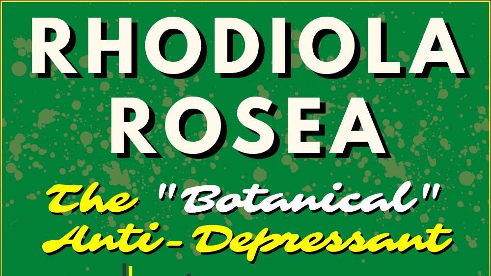 SuperMindHacker's tweet photo. https://t.co/f9PXGvth8A
Rhodiola Rosea – The Botanical “Natural” Antidepressant Nootropic!
#supermindhacker #nootropicsuplpements #supplements #rhodiola #rhodiolarosea #naturalantidepressant #depression #botanicalsupplements #botanicals #naturalsupplements #anxiety https://t.co/6yibmpahJj