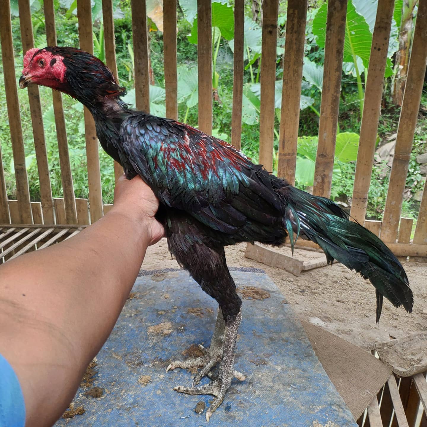 farm ayam laga