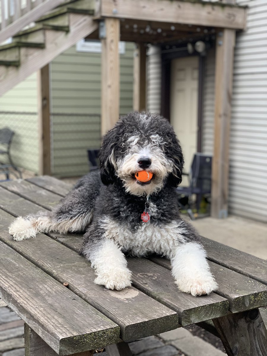 AgentDunk11's tweet photo. Hank says it’s time for more #FallGuys! Come check it out for a possible Hank sighting: https://t.co/r8spgs8pdz #SmallStreamerCommunity #pcgaming #skwah https://t.co/3N3DQhDDgT
